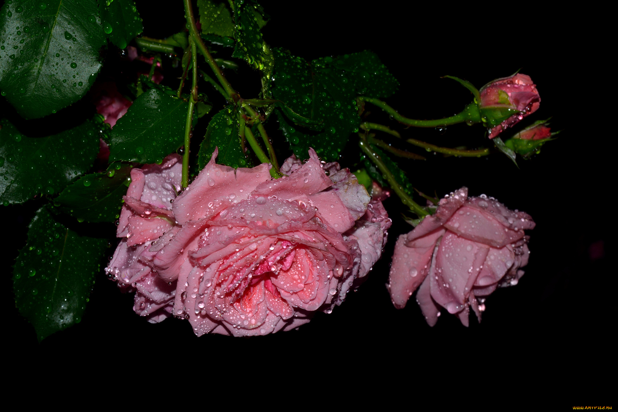 цветы, розы, роза