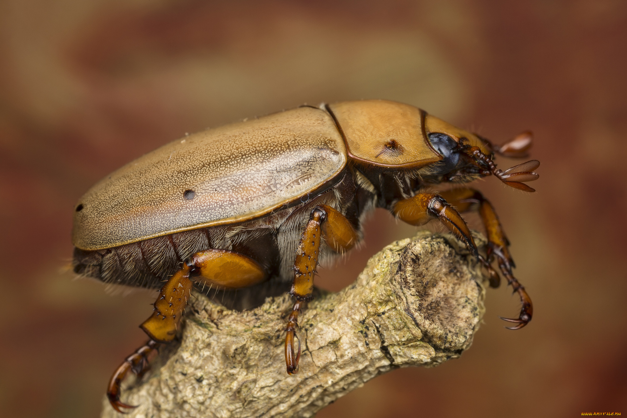 животные, насекомые, жучок