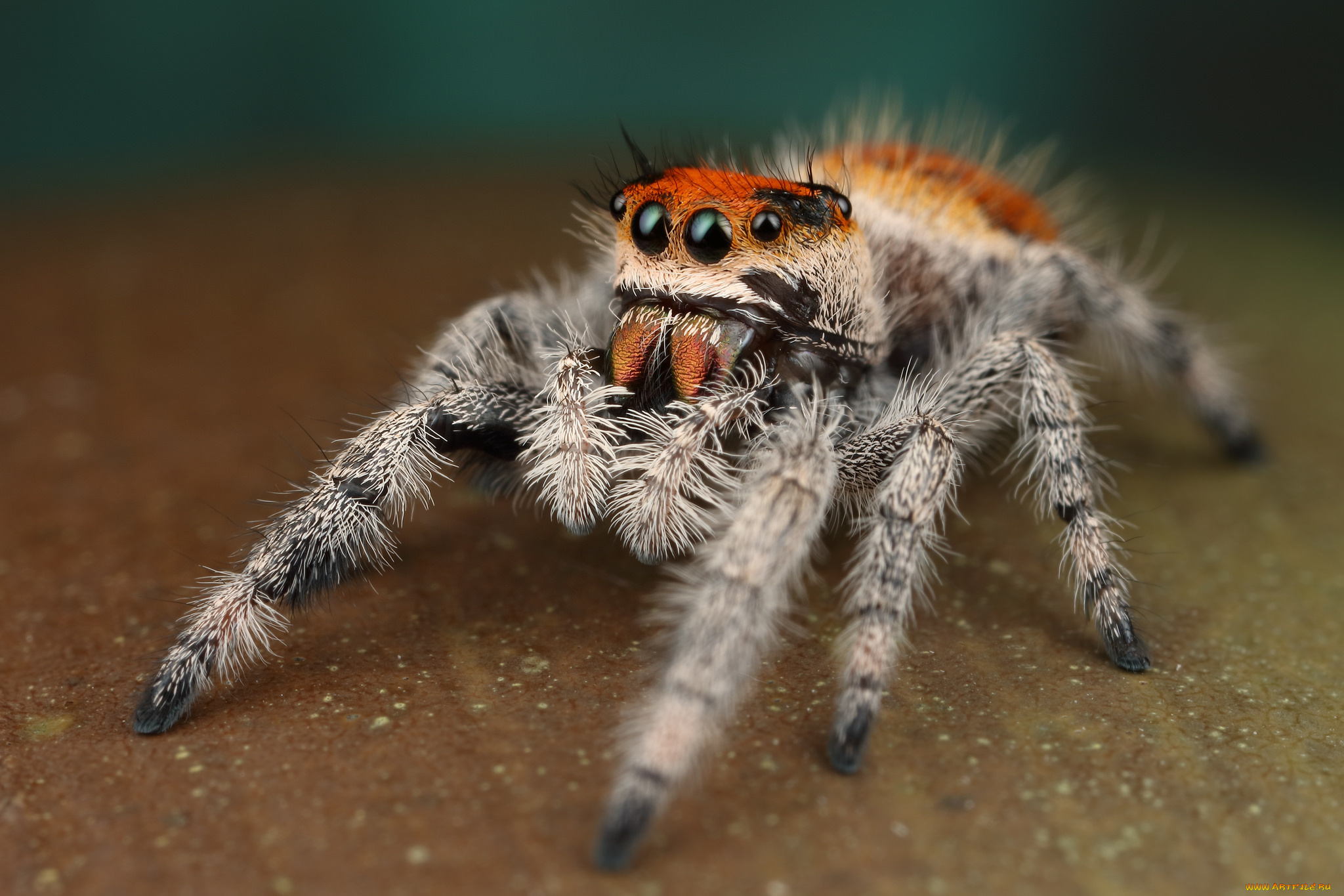 животные, пауки, паучок