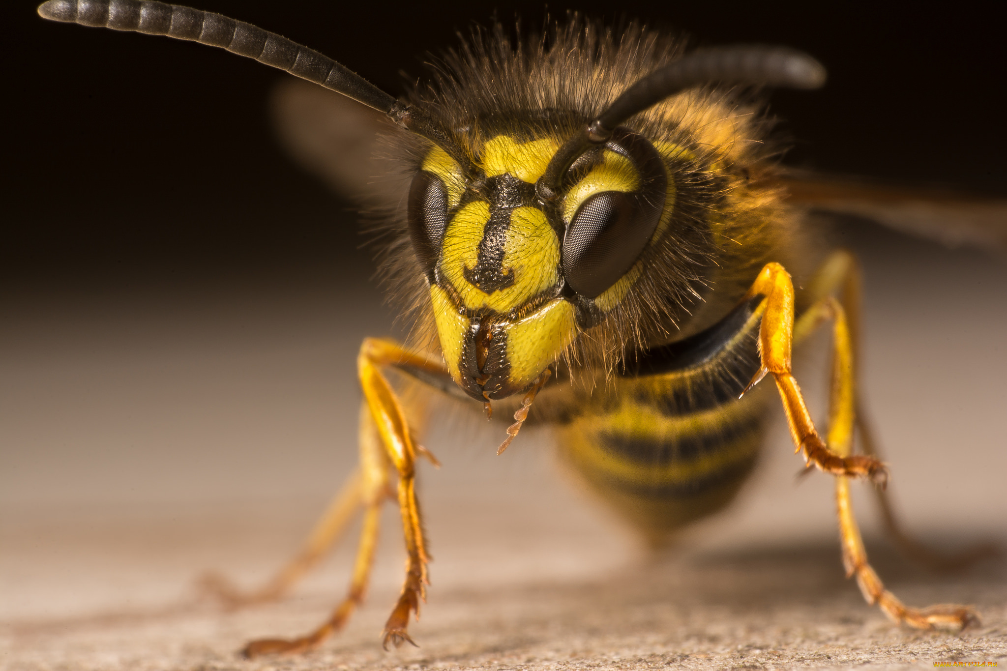 животные, пчелы, , осы, , шмели, оса