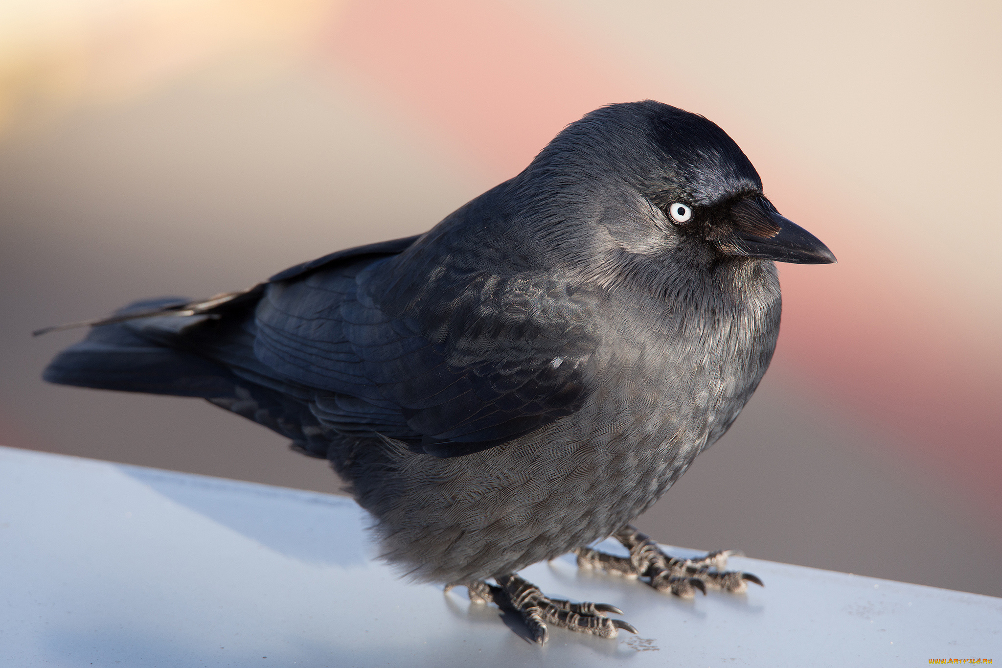 животные, вороны, , грачи, , галки, галка