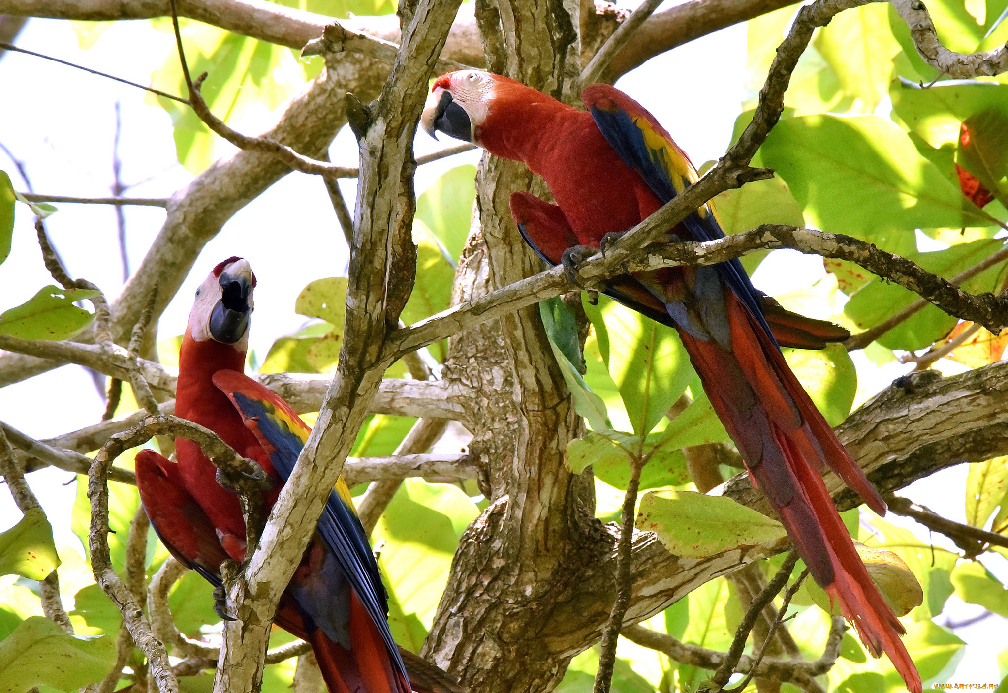 животные, попугаи, птички