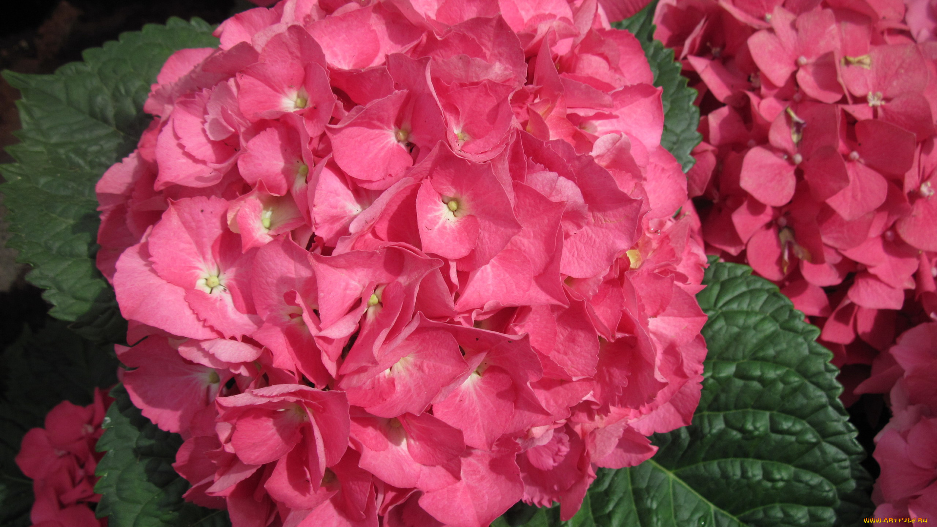 цветы, гортензия, розовый