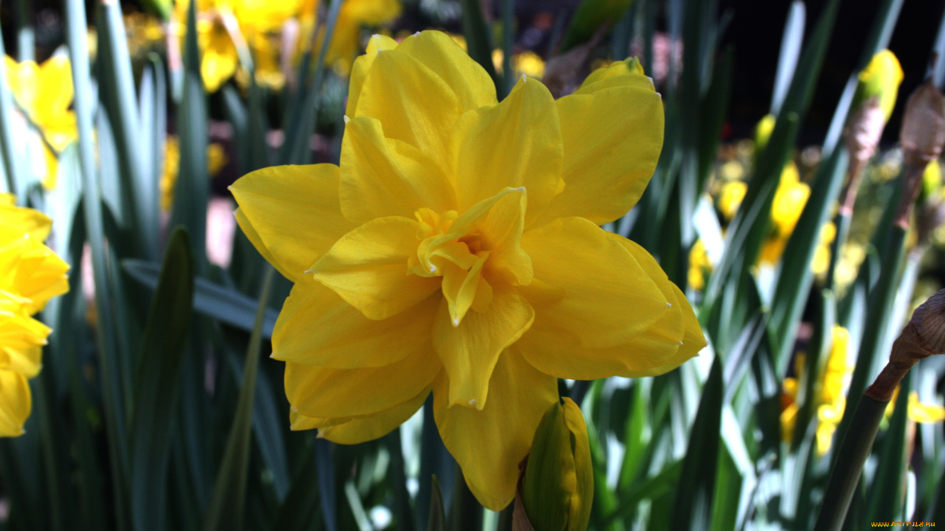цветы, нарциссы, желтый, солнечный, макро