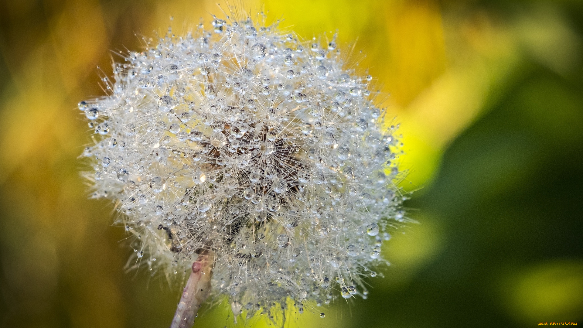 цветы, одуванчики, роса, одуванчик
