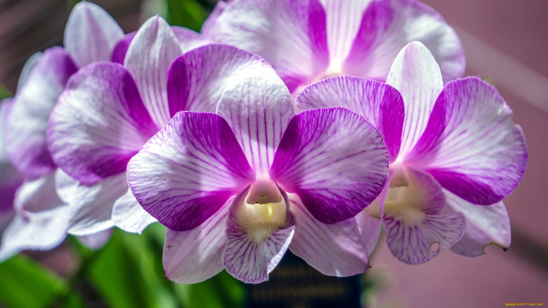 цветы, орхидеи, экзотика