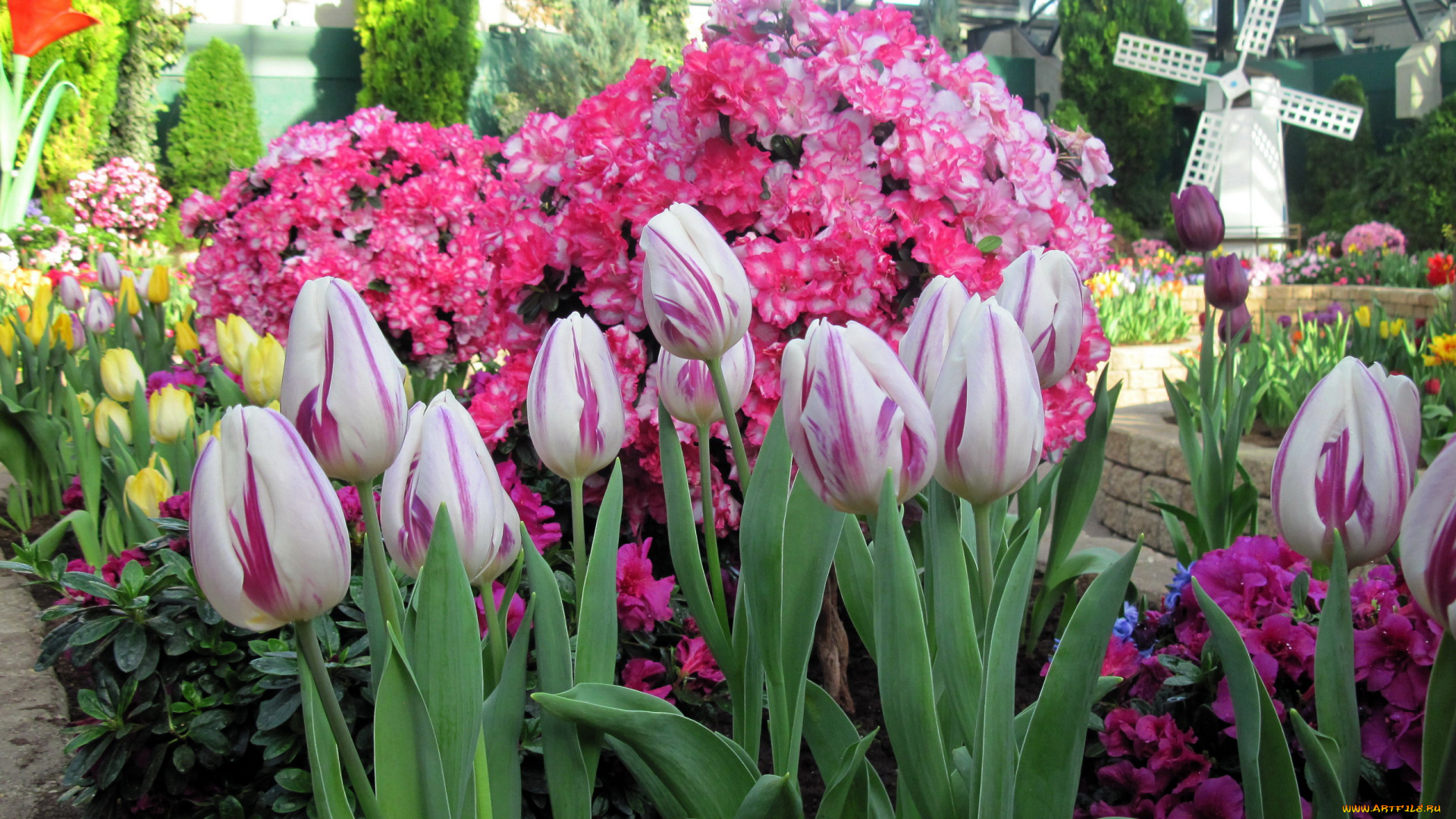 цветы, разные, вместе, азалии, тюльпаны