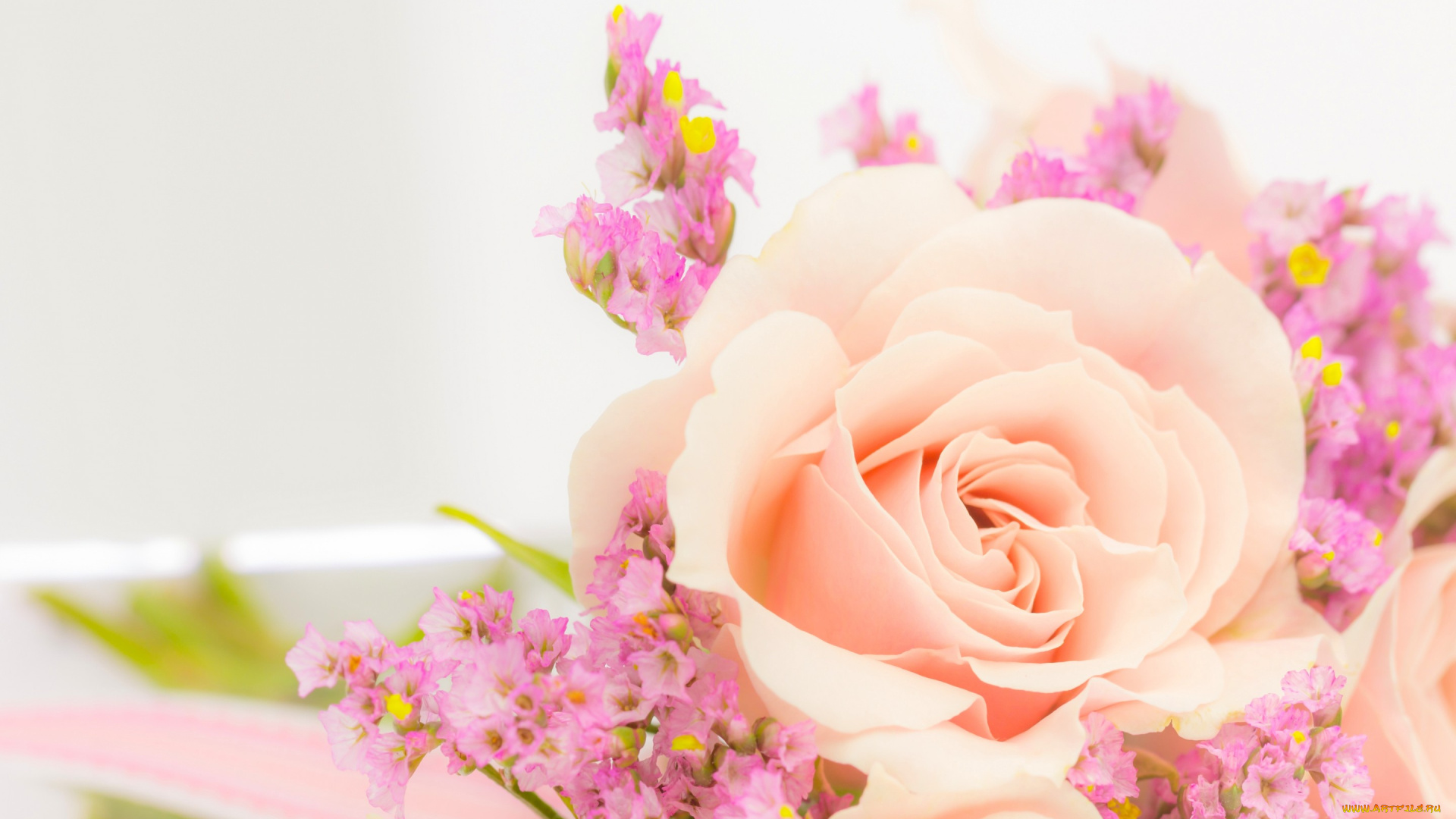 цветы, разные, вместе, роза