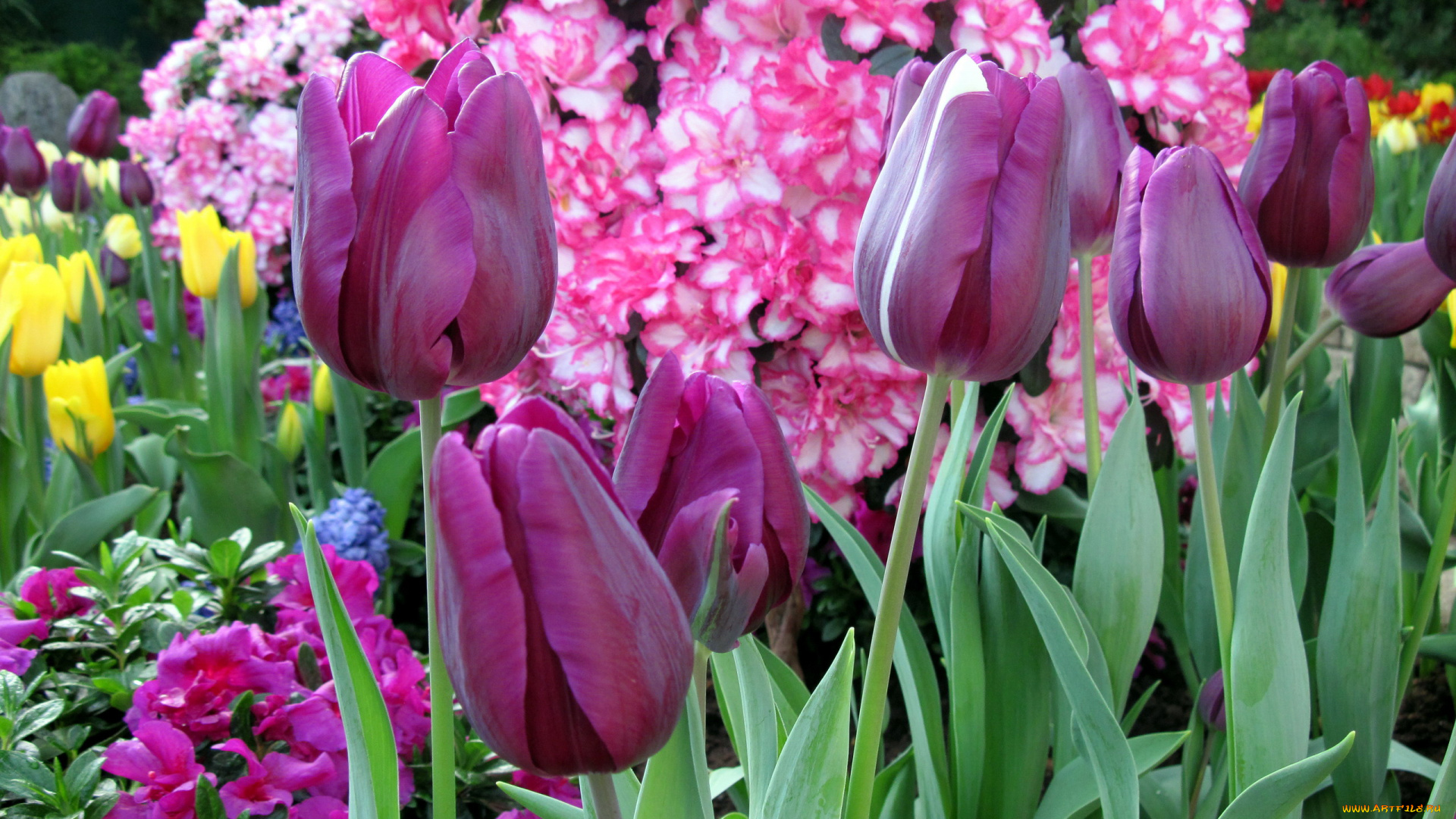 цветы, разные, вместе, тюльпаны, азалии, лиловые