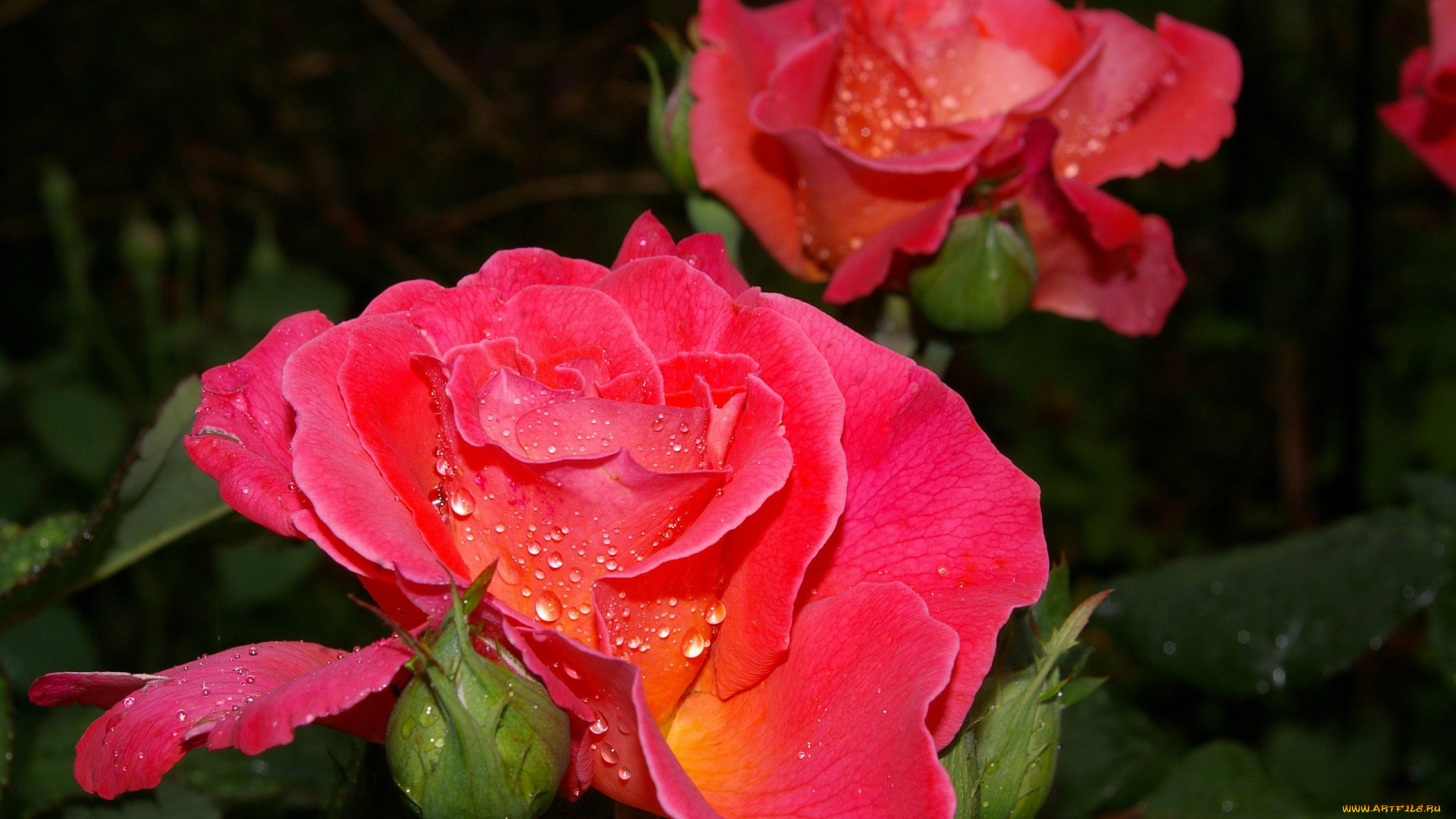 цветы, розы, капли