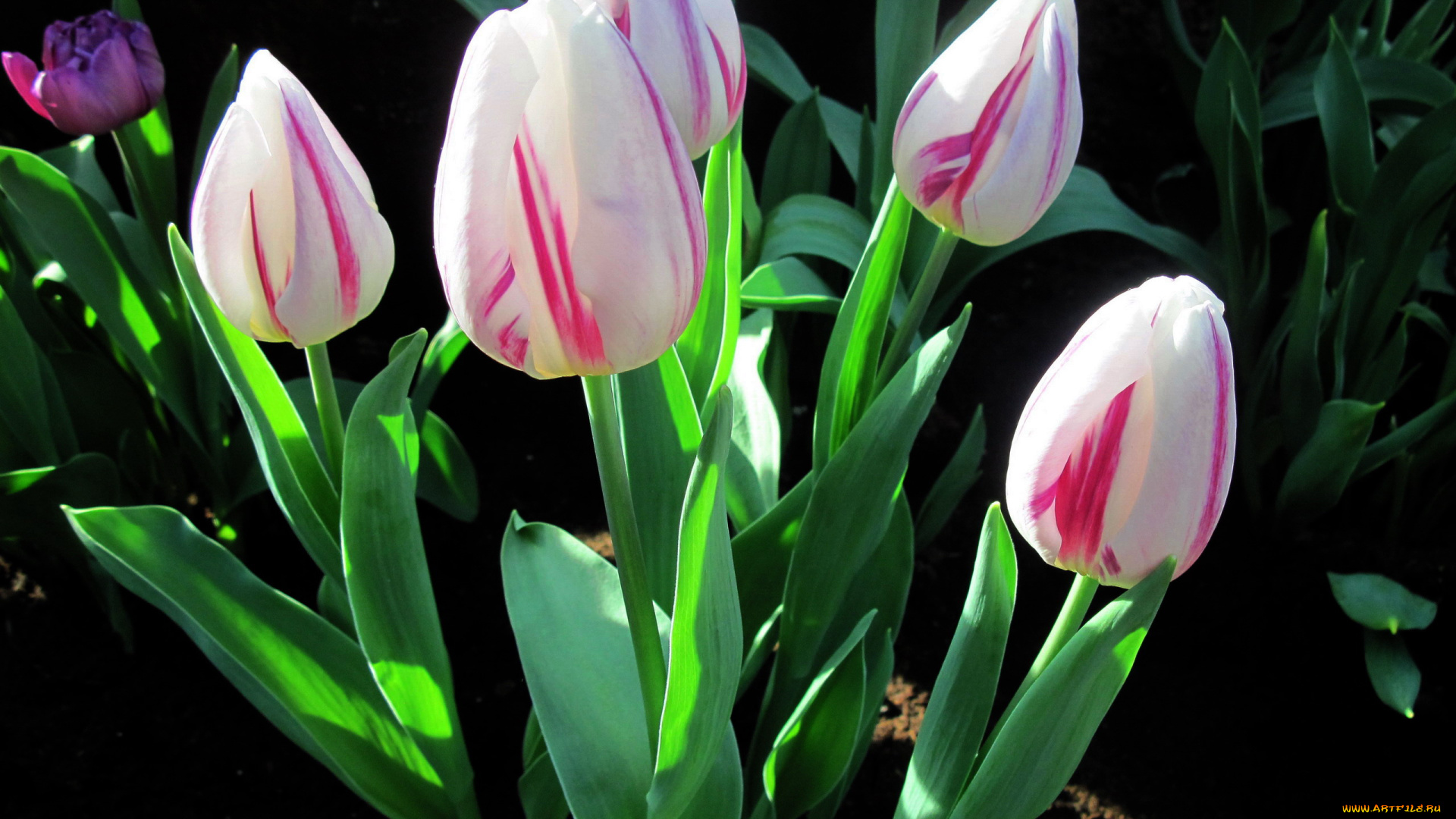 цветы, тюльпаны, бутоны