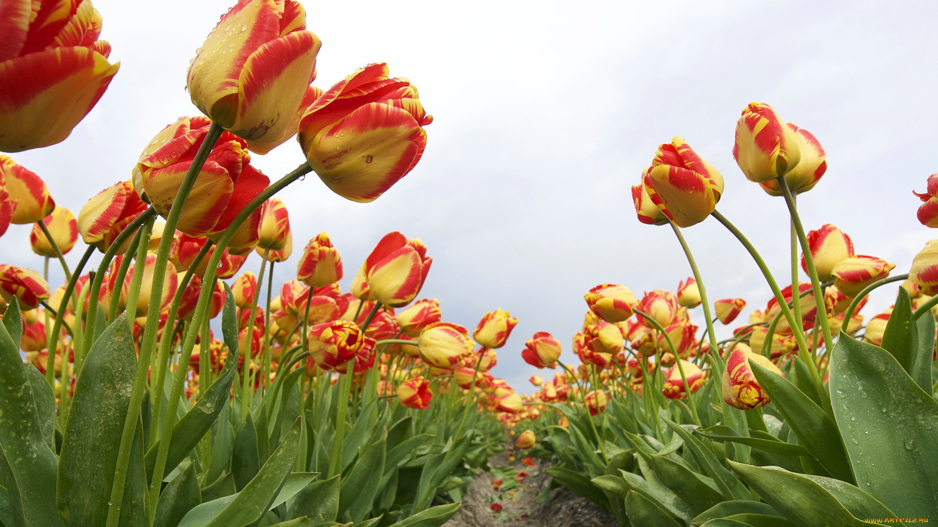 цветы, тюльпаны, лето, природа