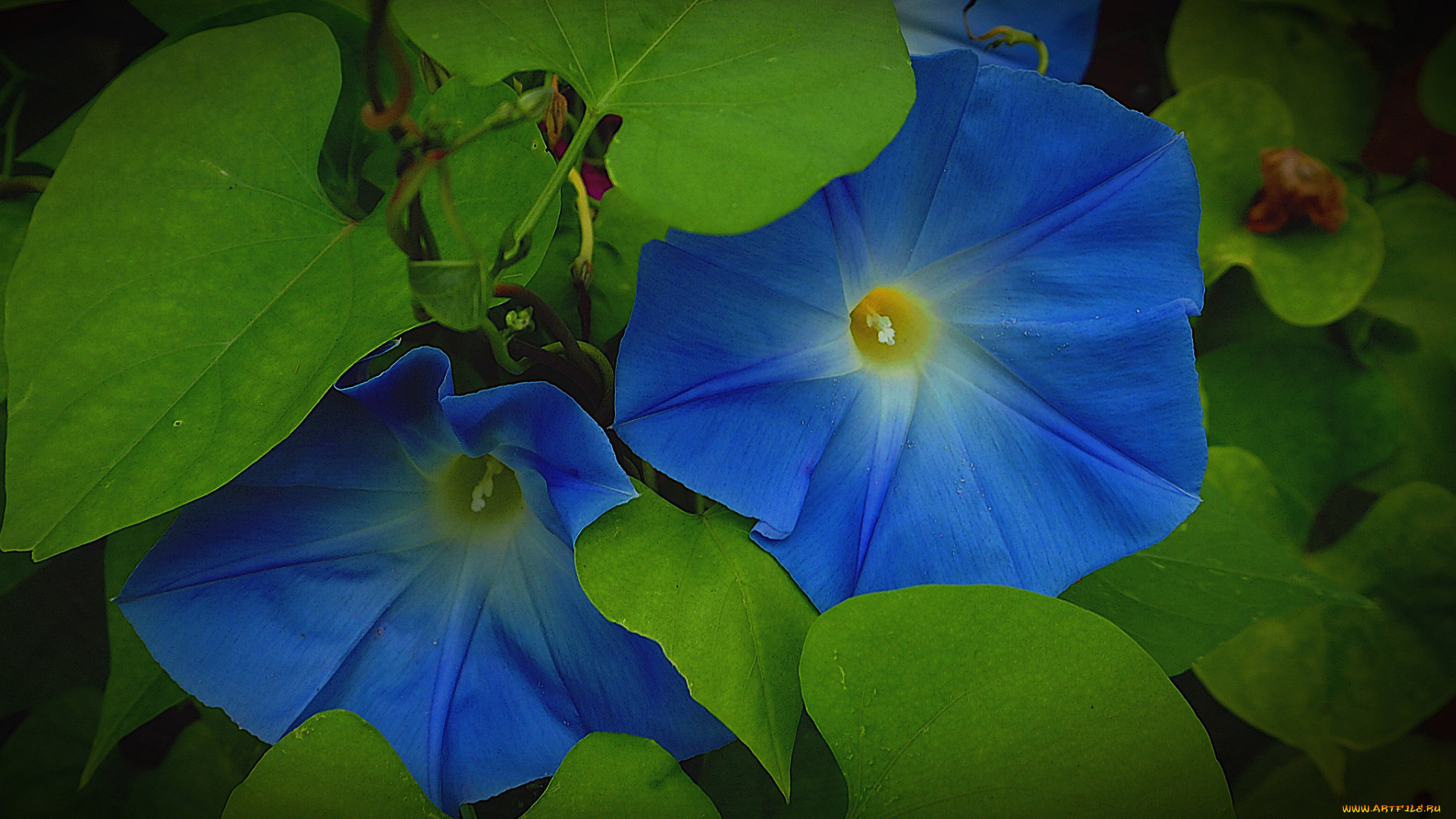 цветы, вьюнки, , ипомеи, вьюнок