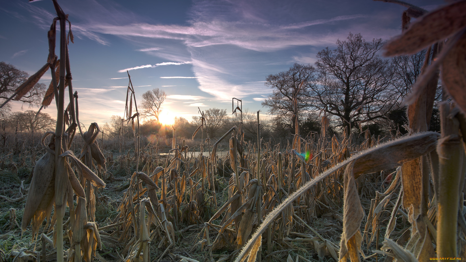 природа, пейзажи, иней