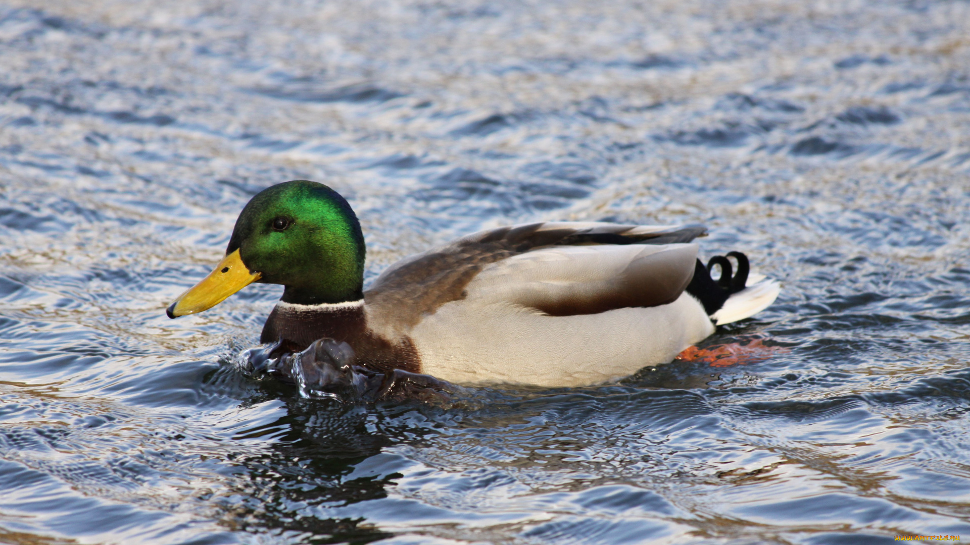 утка, животные, утки, вода