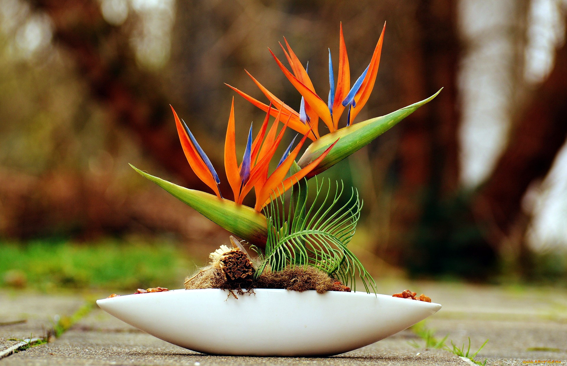 цветы, стрелиция, , райская, птица, экзотика