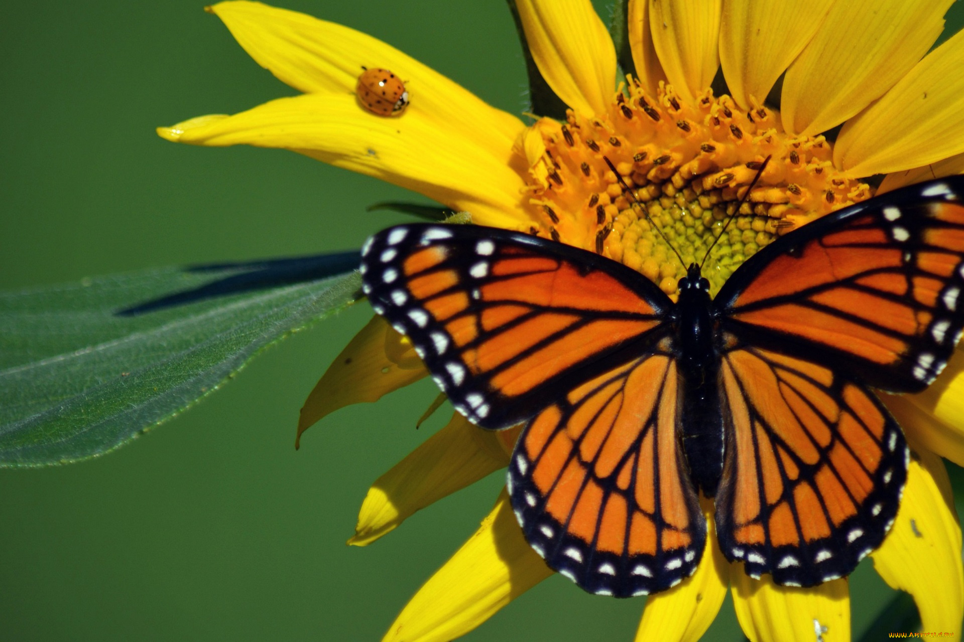 животные, бабочки, , мотыльки, , моли, божья, коровка, данаида, монарх, жук, насекомые, бабочка, подсолнух, макро