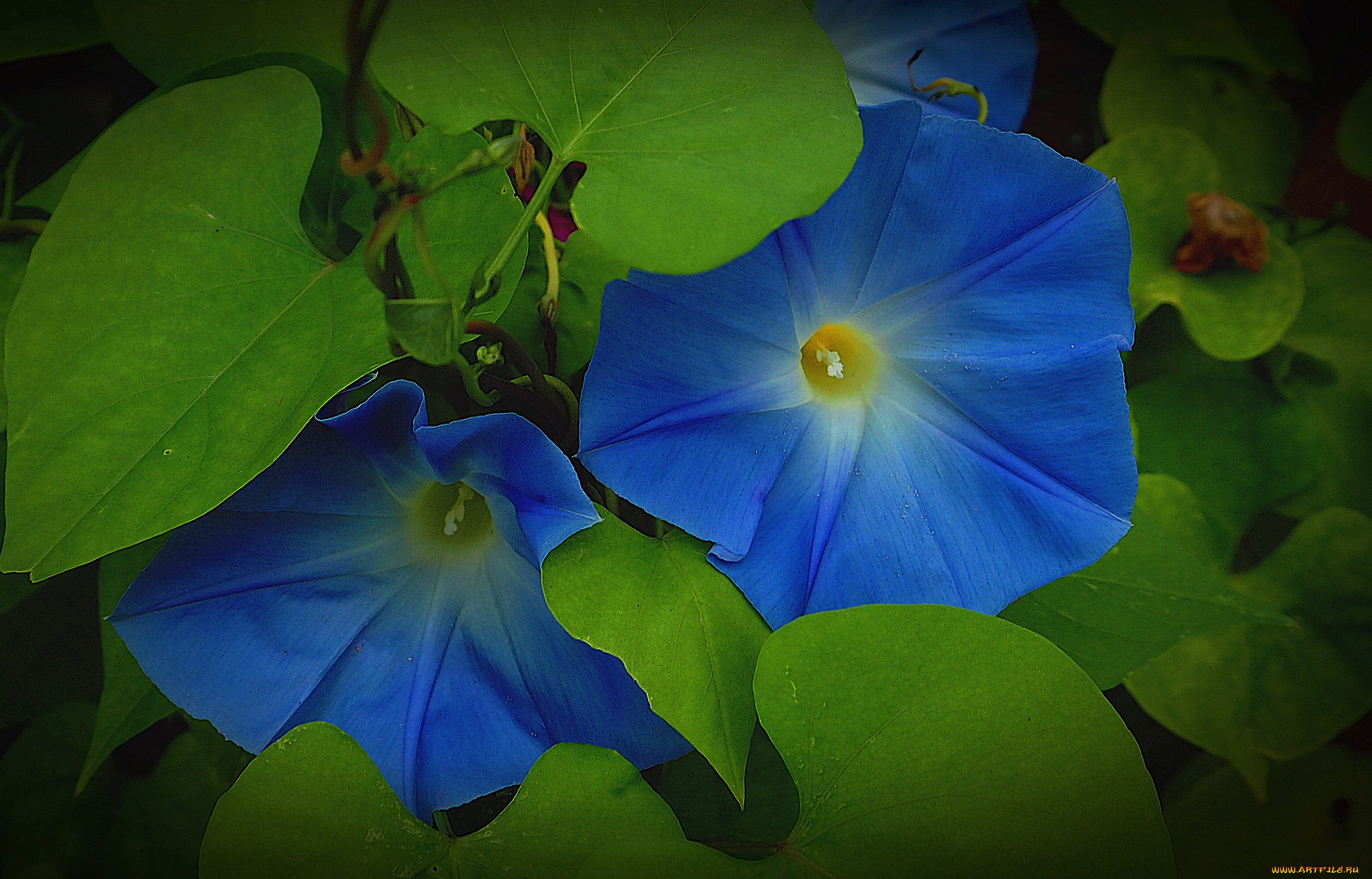 цветы, вьюнки, , ипомеи, вьюнок