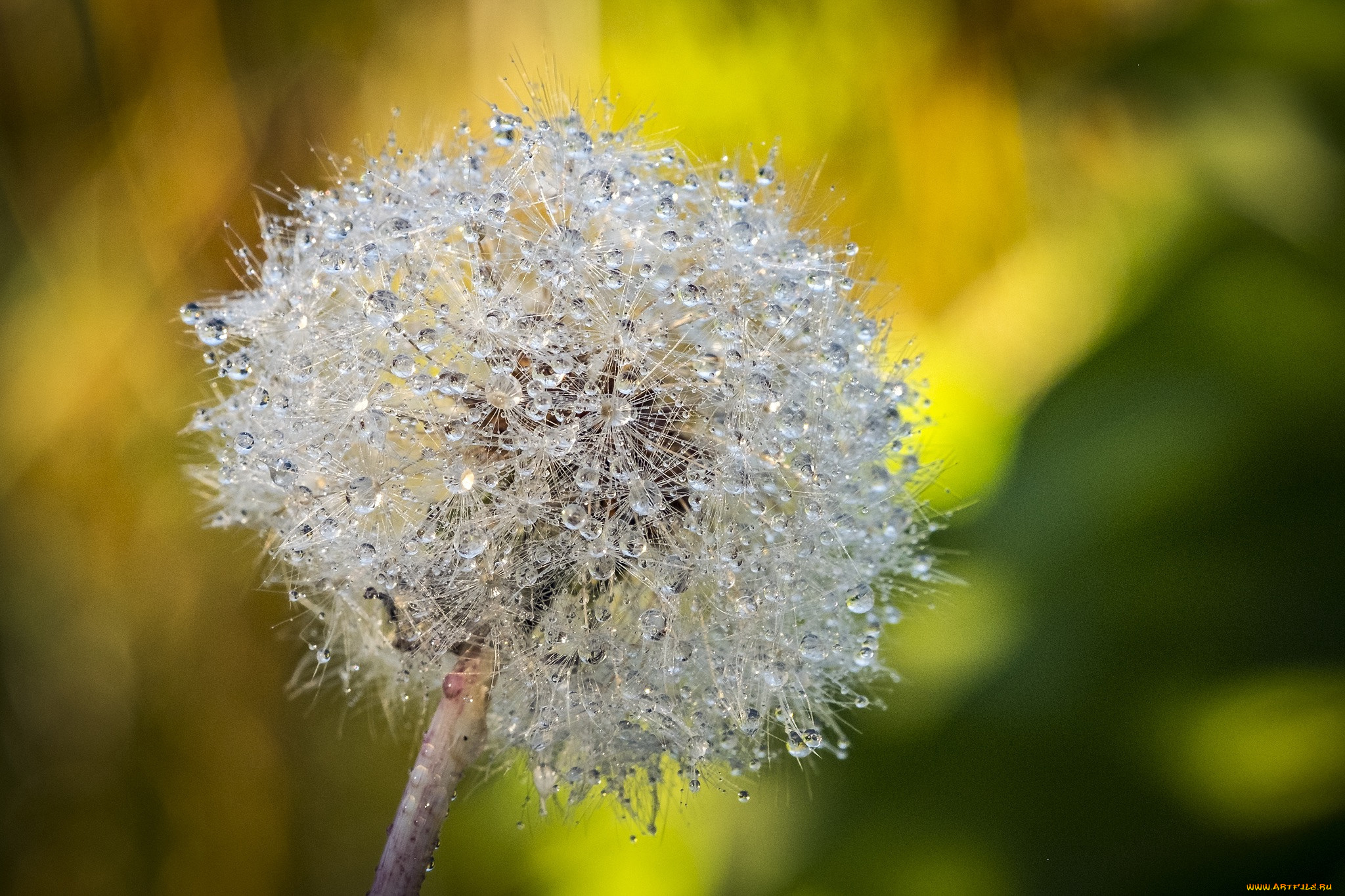 цветы, одуванчики, роса, одуванчик