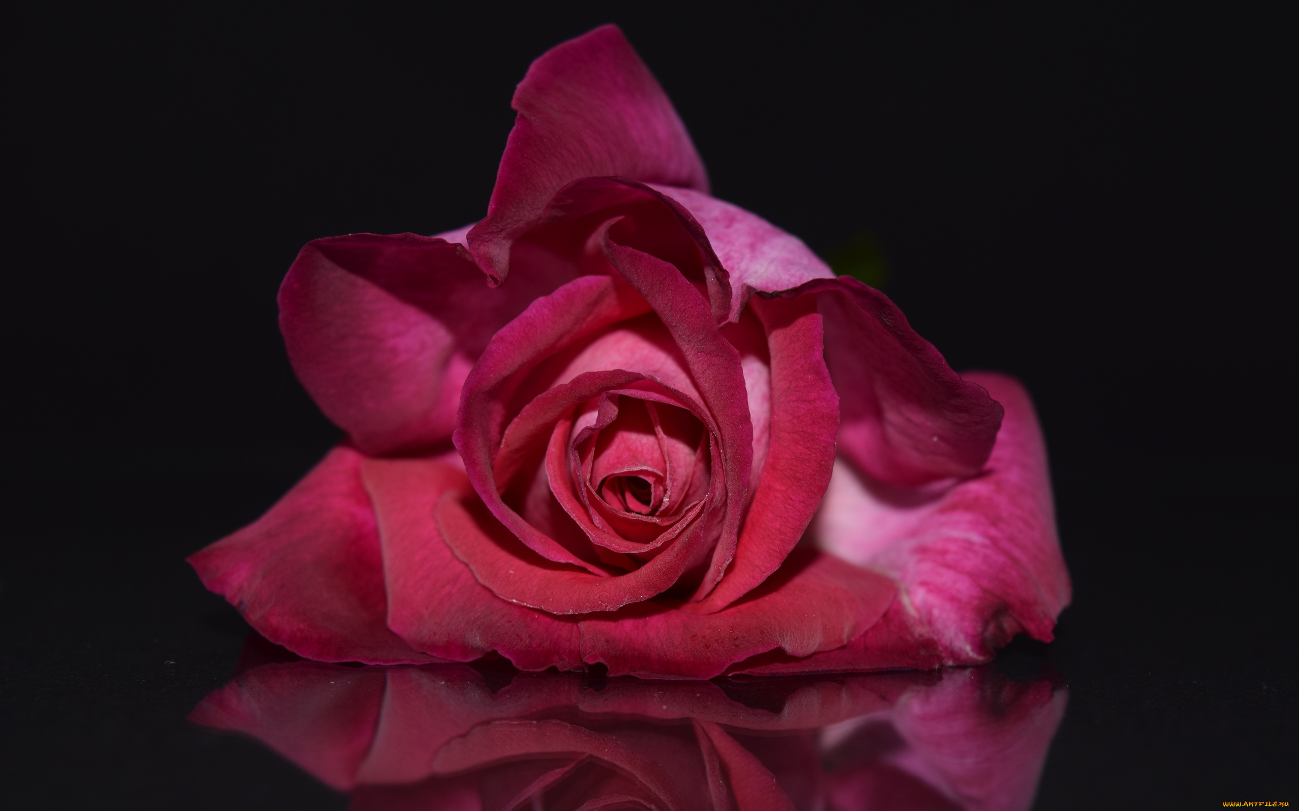 цветы, розы, бутон