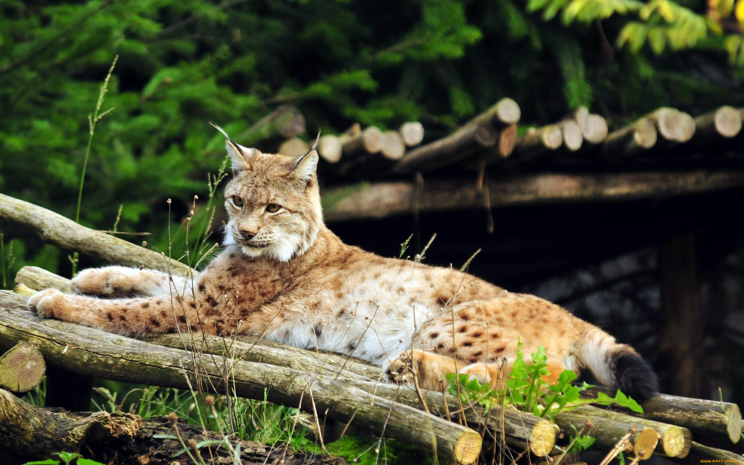 животные, рыси, хищник, рысь, бревна, зверь