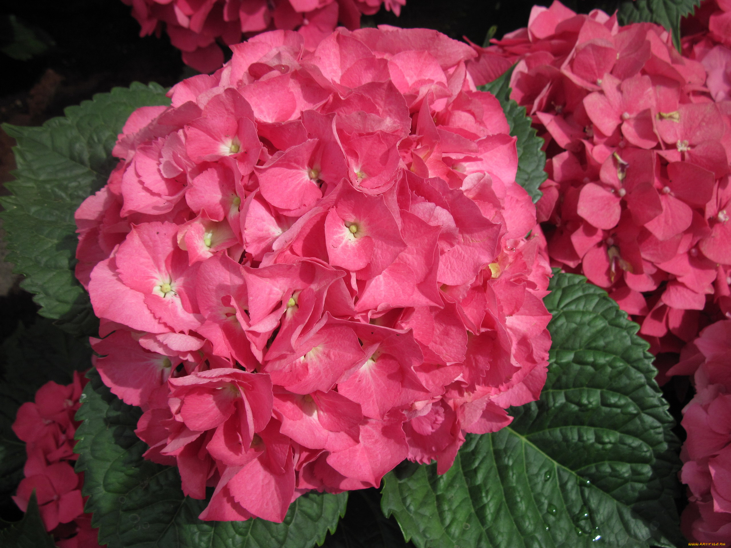 цветы, гортензия, розовый