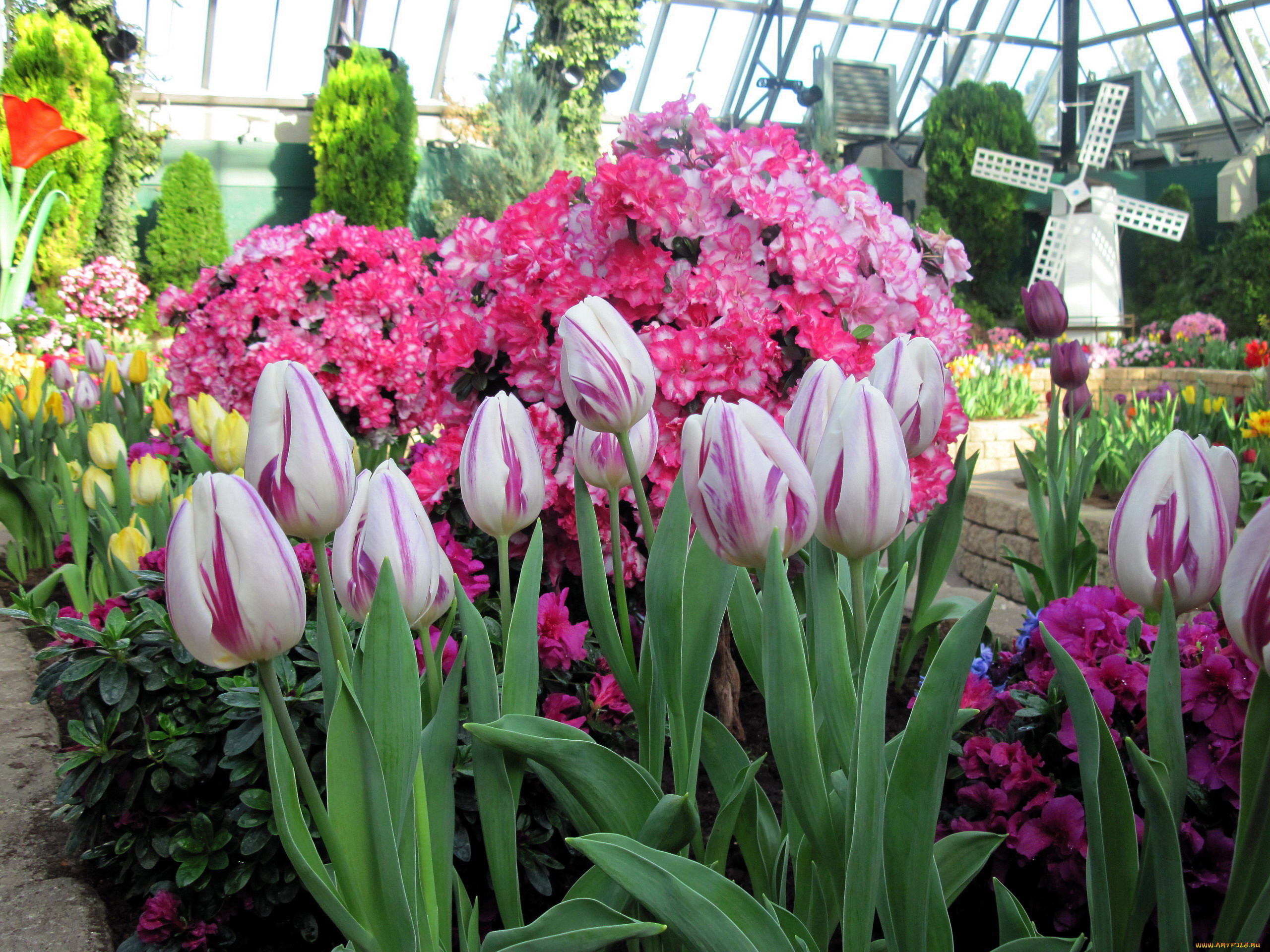 цветы, разные, вместе, азалии, тюльпаны