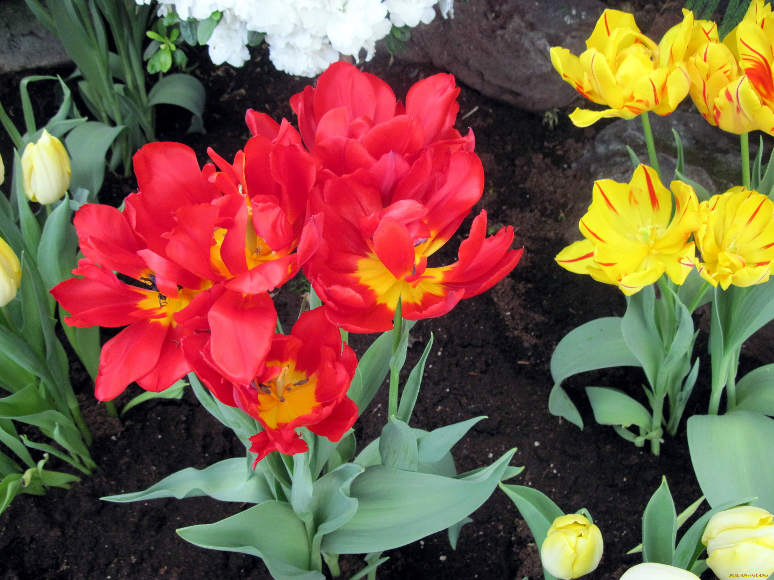 цветы, тюльпаны, алый