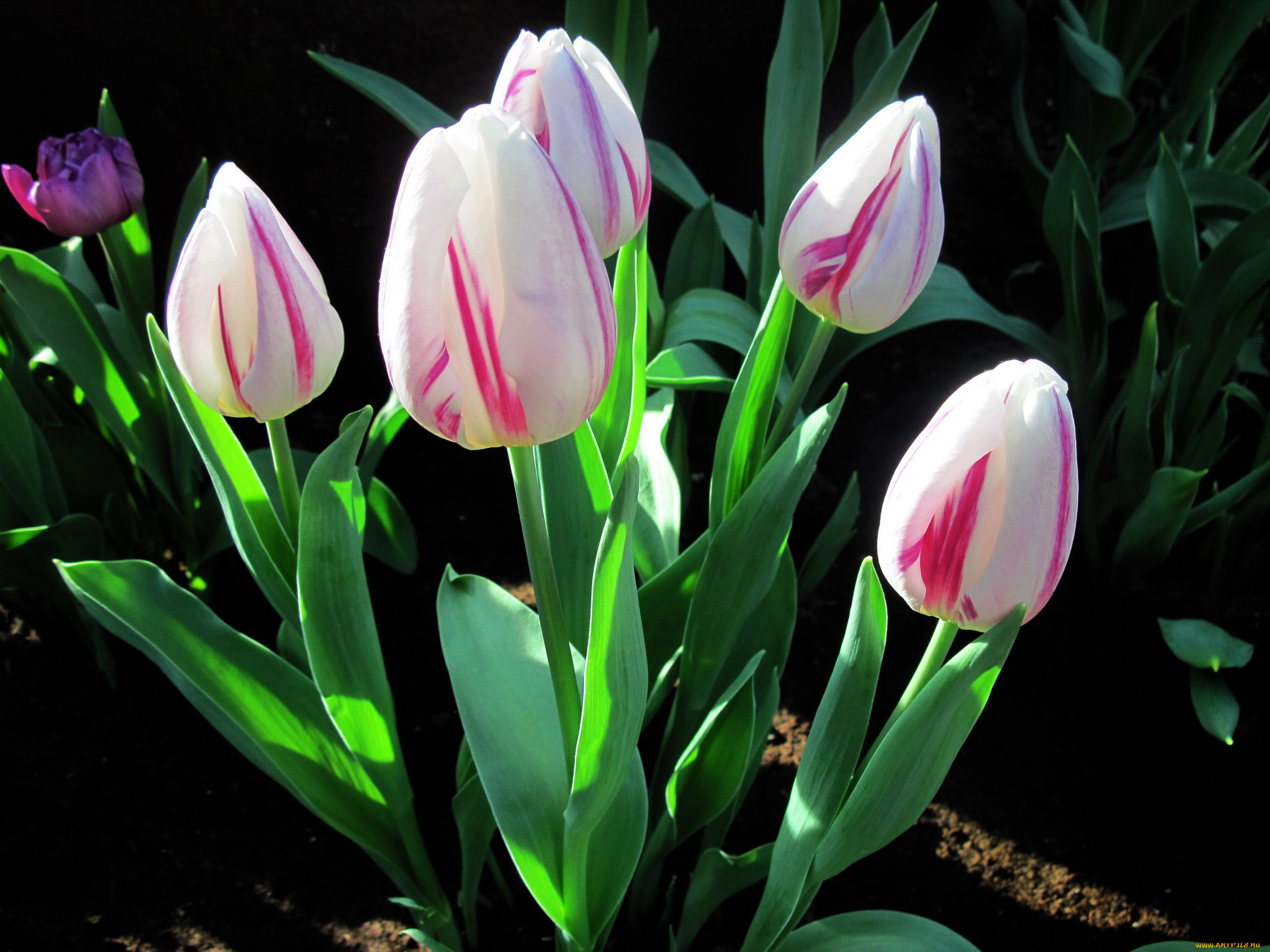 цветы, тюльпаны, бутоны