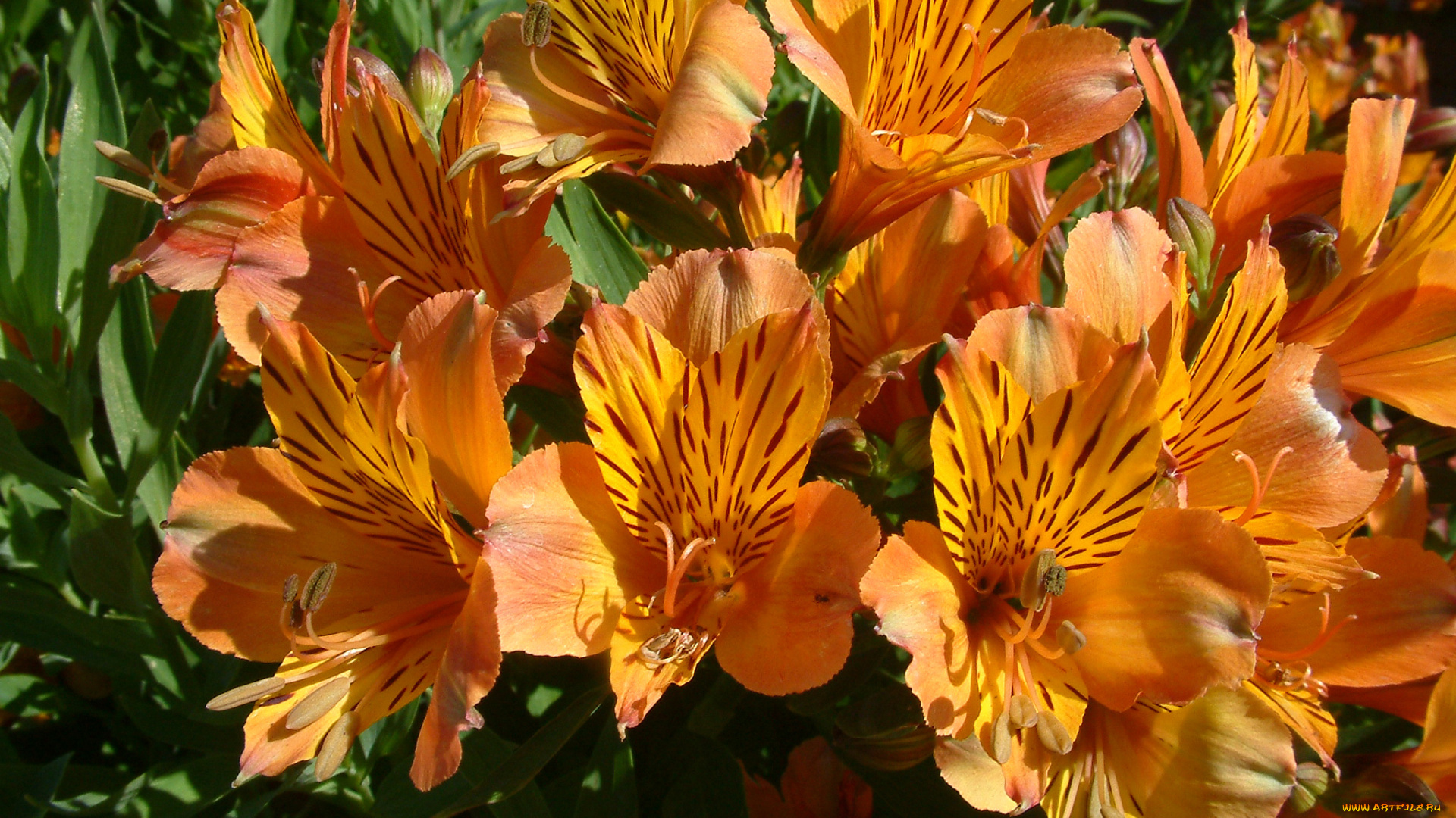 цветы, альстромерия, альстрёмерия, оранжевые