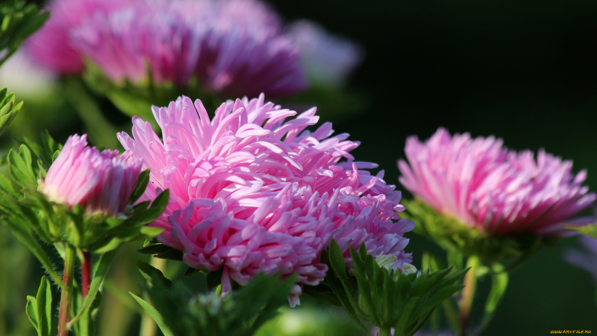 цветы, астры, красиво, цветение, дача, природа, лето, красота