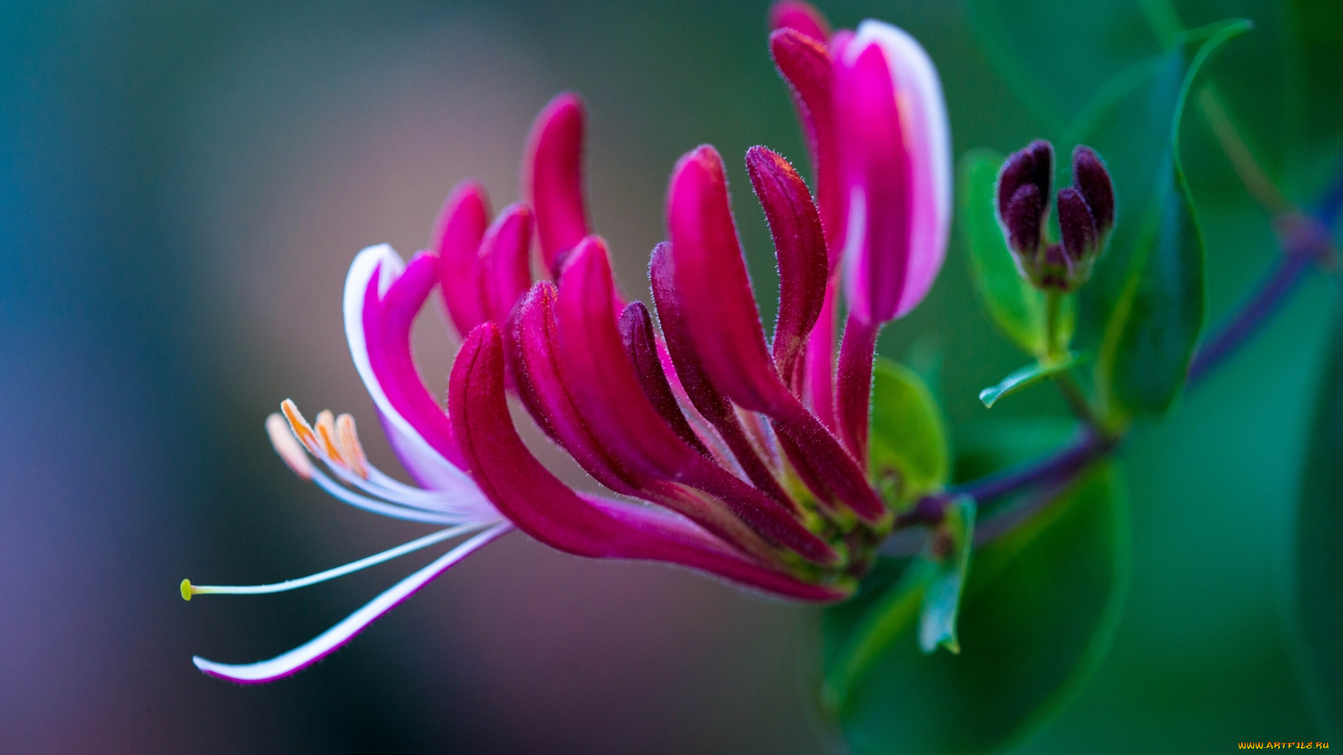 цветы, экзотика, лепестки, жимолость, макро