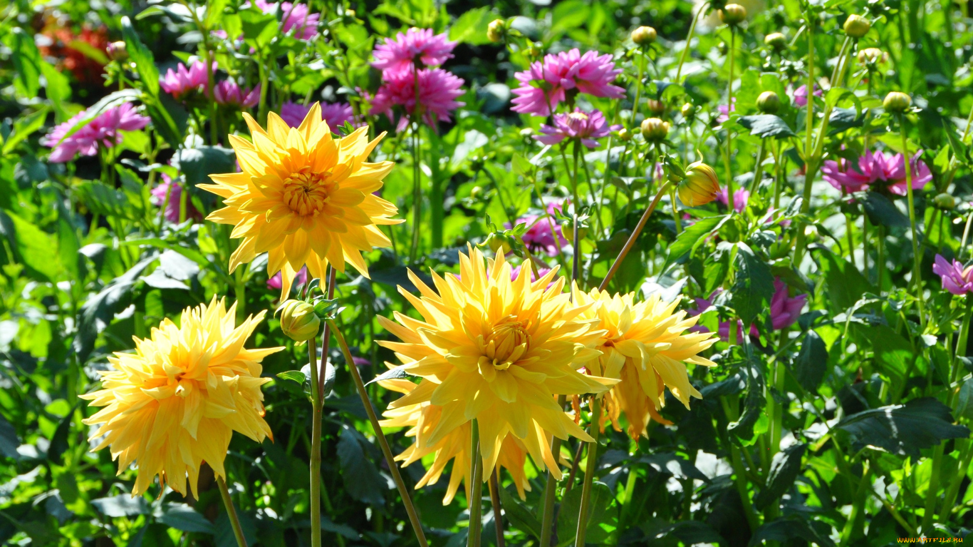 цветы, георгины, георгин, лепестки, бутоны, цветение