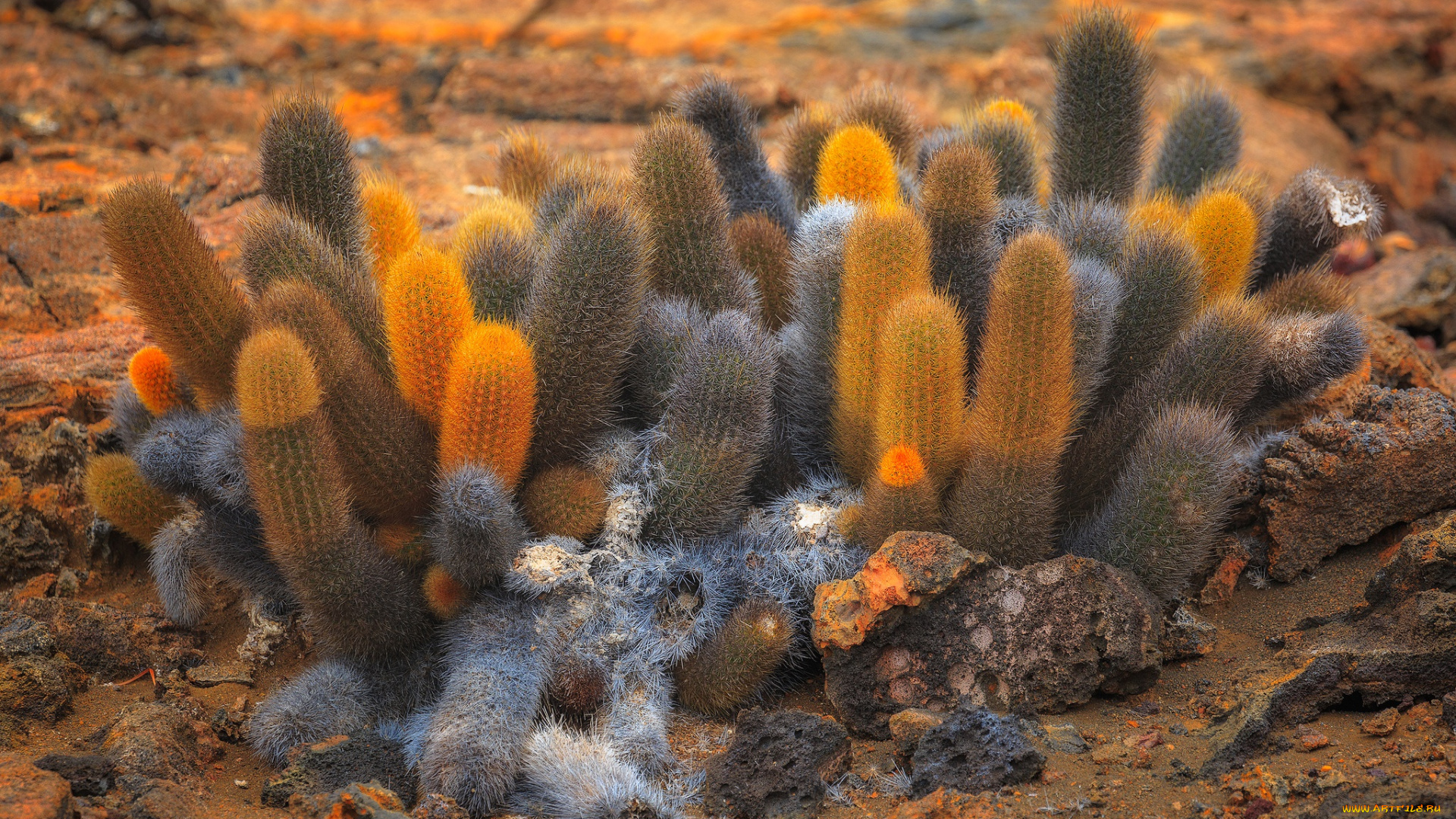 цветы, кактусы, кактус, пустыня, растение