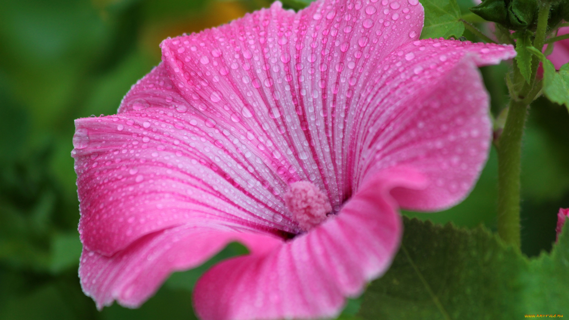 цветы, лаватера, лето, цветение, дача, красота, природа, красиво