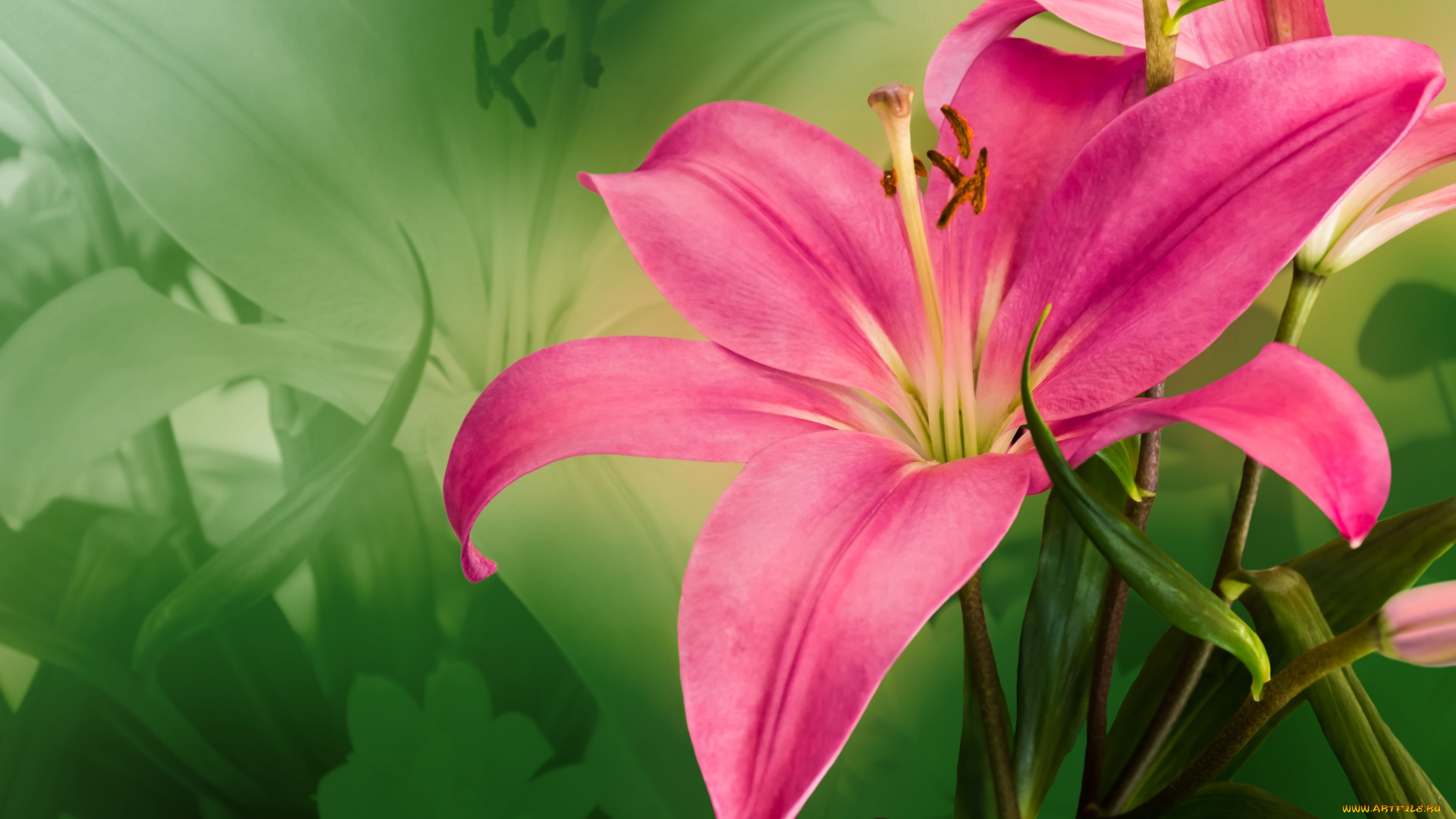 цветы, лилии, , лилейники, крупным, планом, лилия, розовая, большая