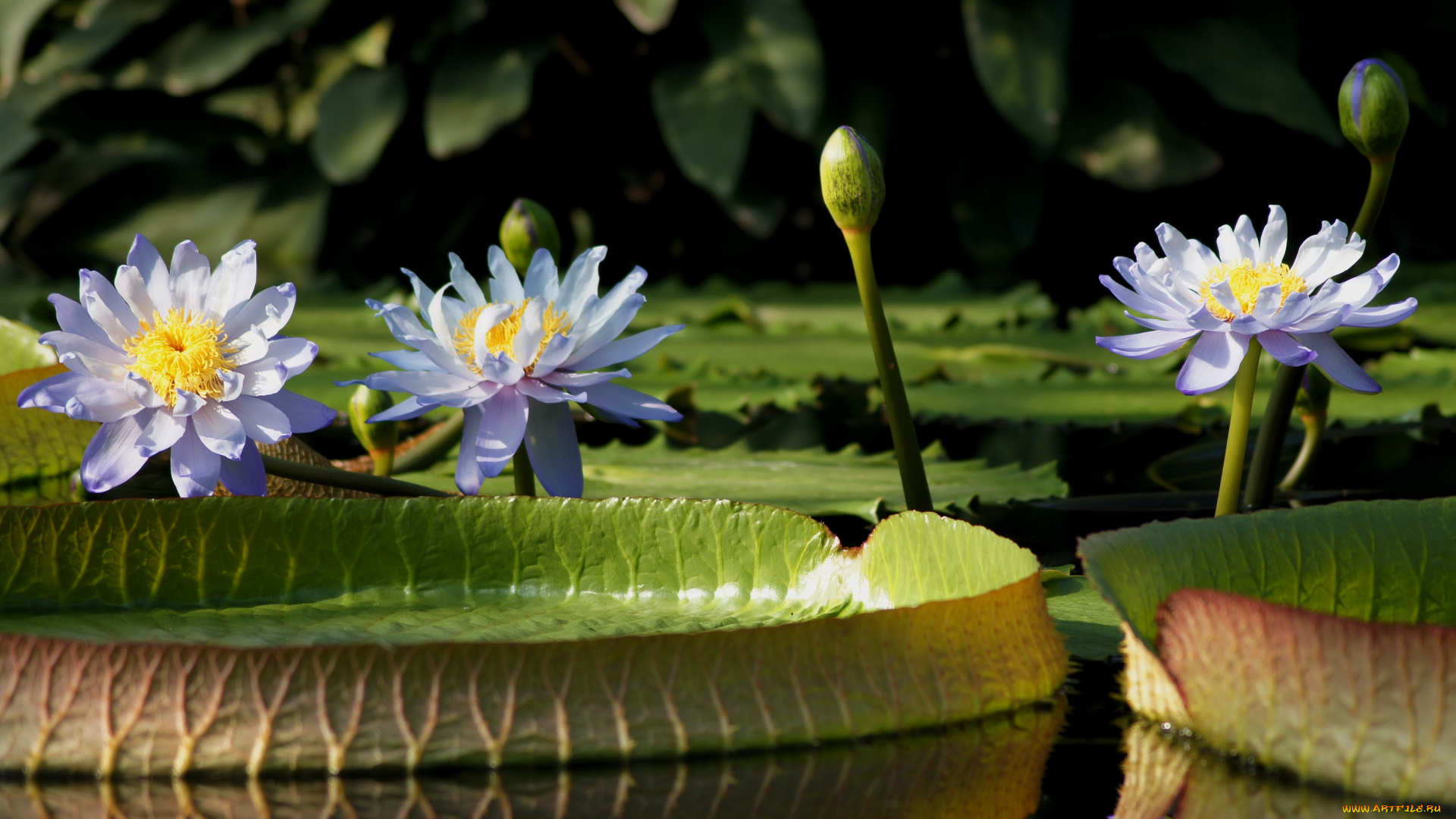 цветы, лилии, водяные, , нимфеи, , кувшинки, кувшинки, вода, пруд, листья