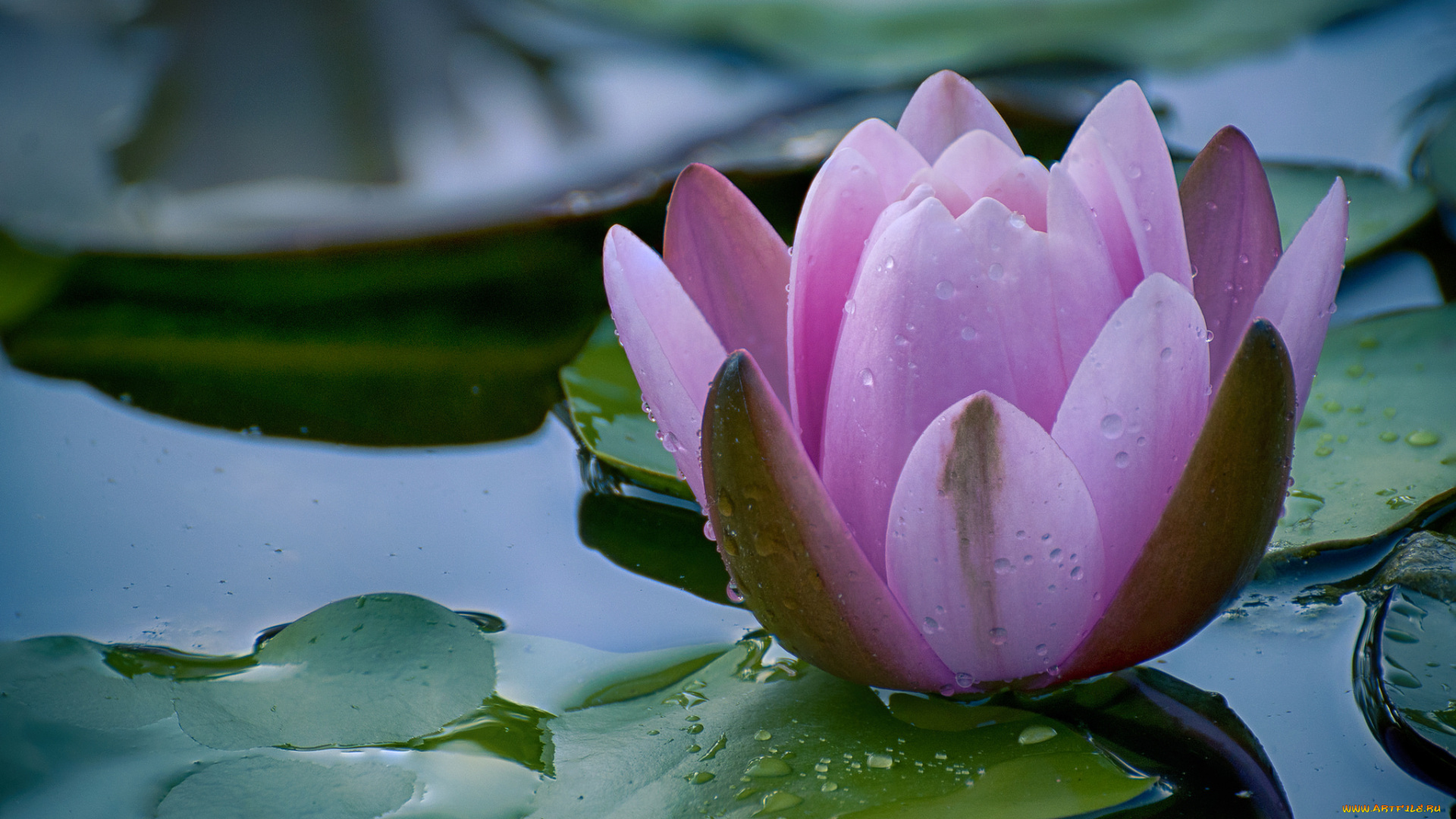 цветы, лилии, водяные, , нимфеи, , кувшинки, кувшинка, листья, природа, вода, цветение