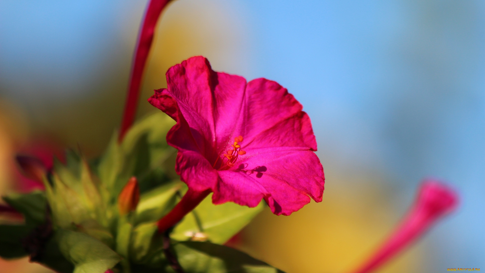 цветы, мирабилис, , ночная, красавица, цветение, природа, мирабилис, лето, красота, красиво, дача