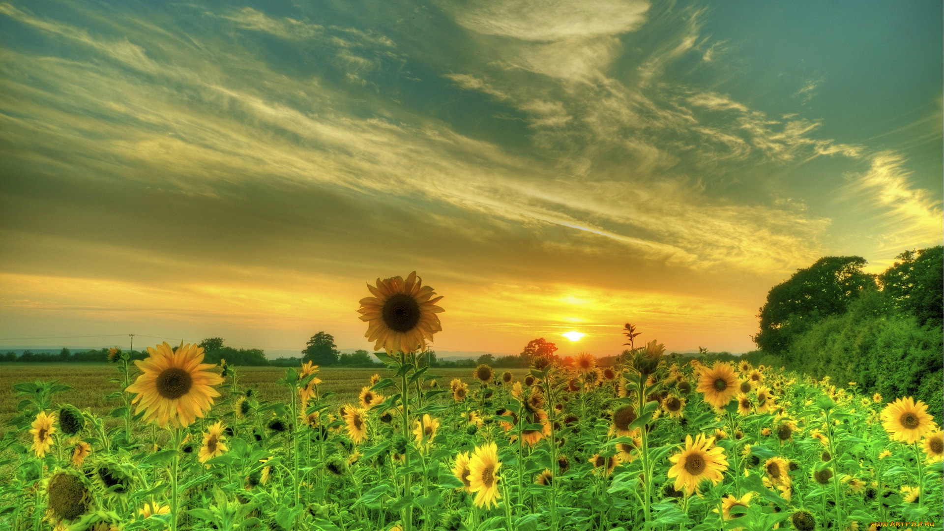 цветы, подсолнухи, поле, закат