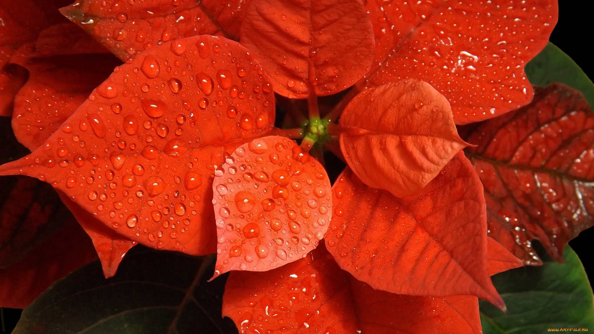 цветы, пуансеттия, капли, цветок, рождественская, звезда, пуансетия, красная