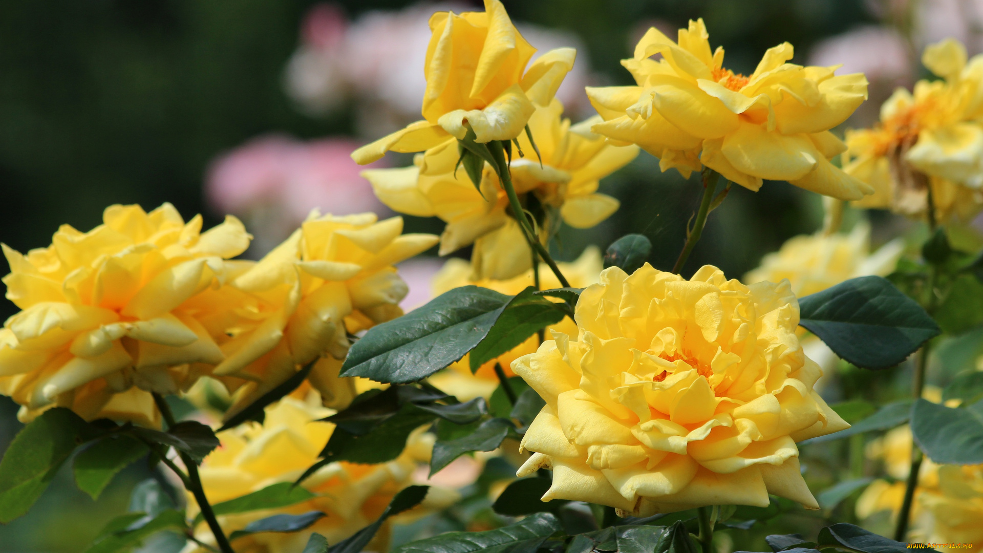 цветы, розы, blossoms, leaves, petals, bud, rose, цветение, листья, лепестки, бутон, роза