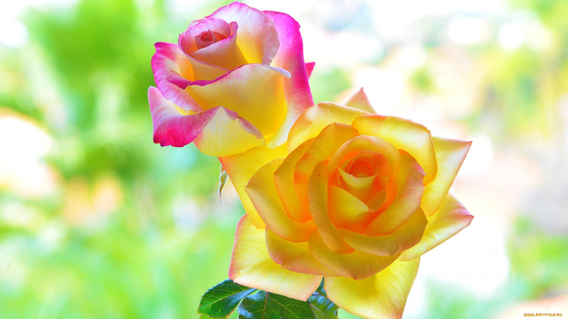 цветы, розы, макро, фон, лепестки, цвета