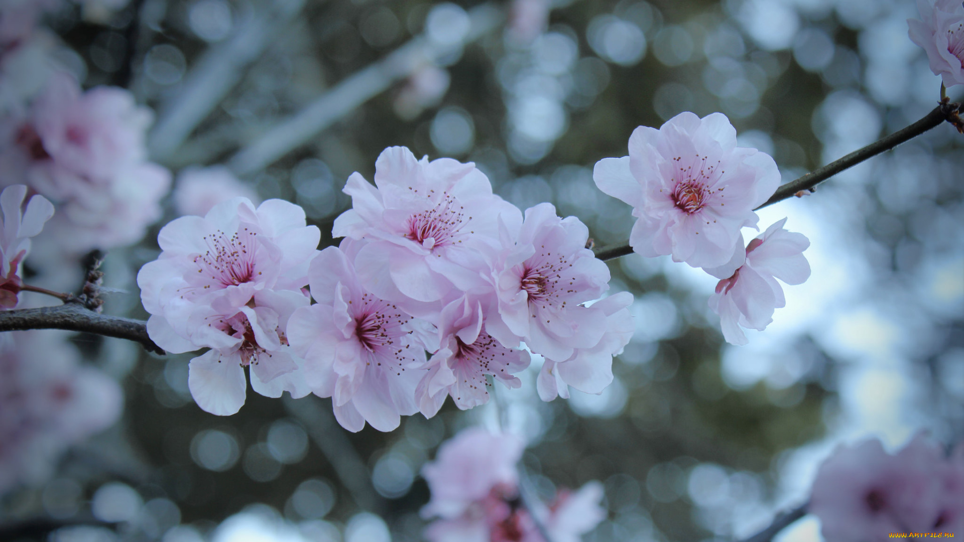 цветы, сакура, , вишня, ветки, дерево, цветение