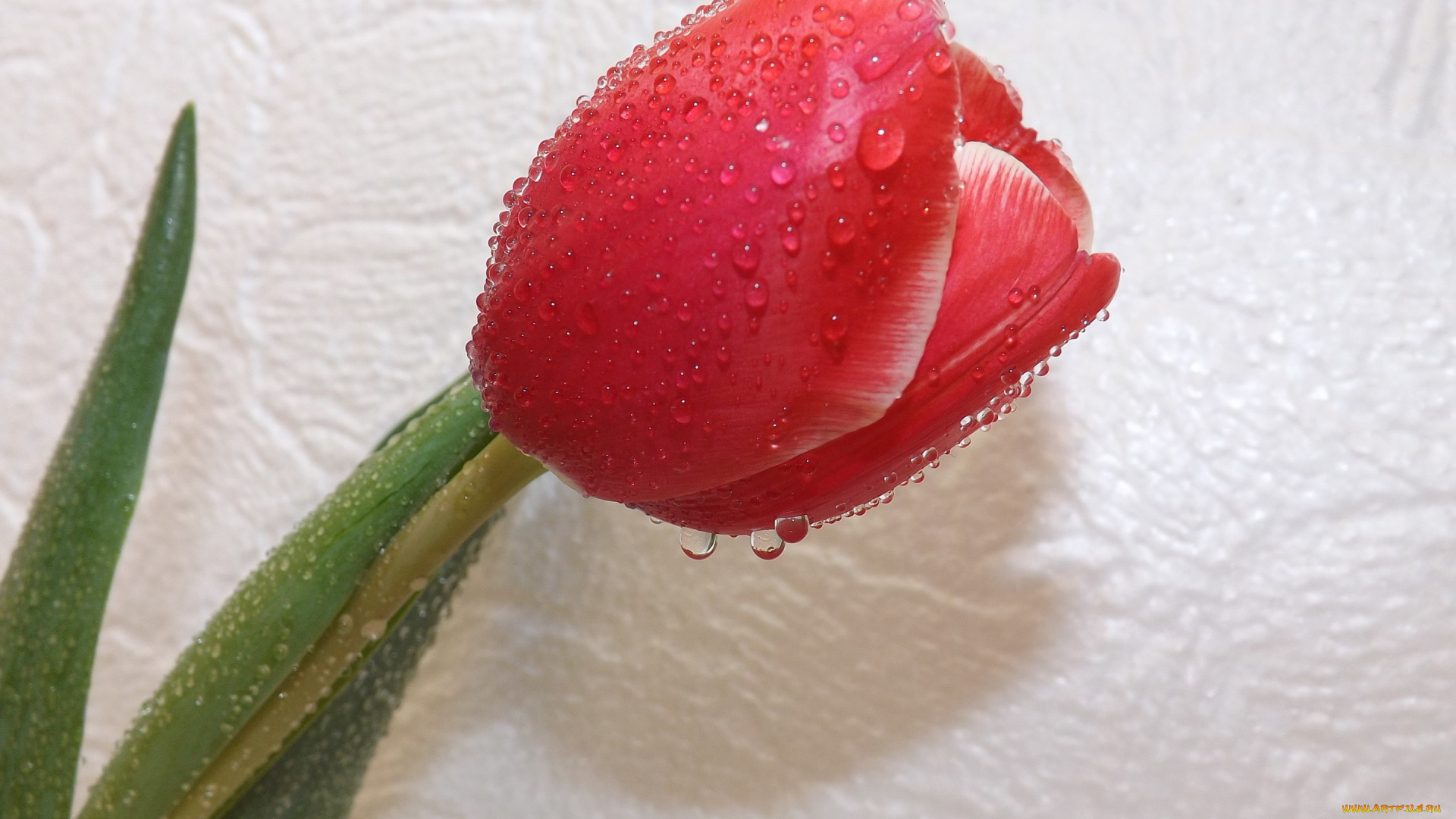 цветы, тюльпаны, цветок, тюльпан, весна, капли