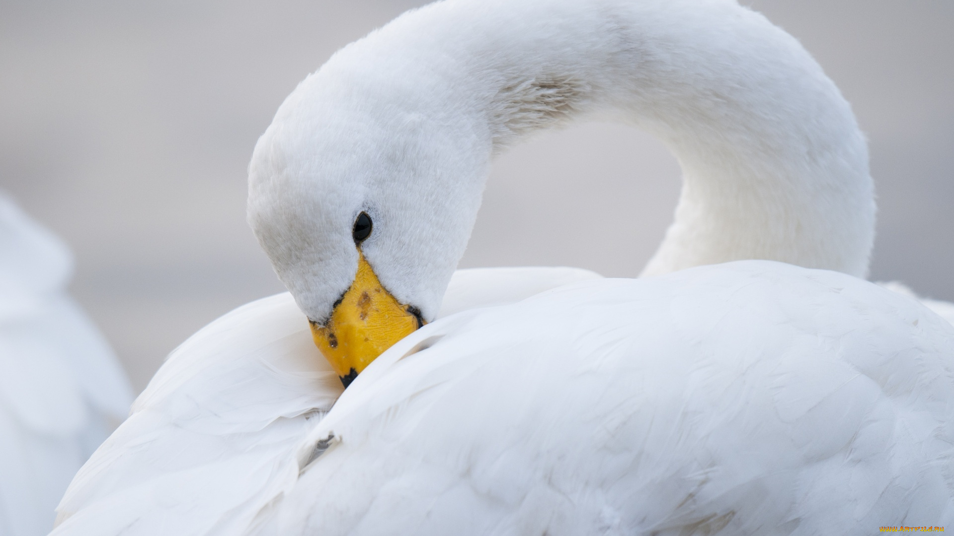 лебедь-кликун, животные, лебеди, клюв, белый, птица