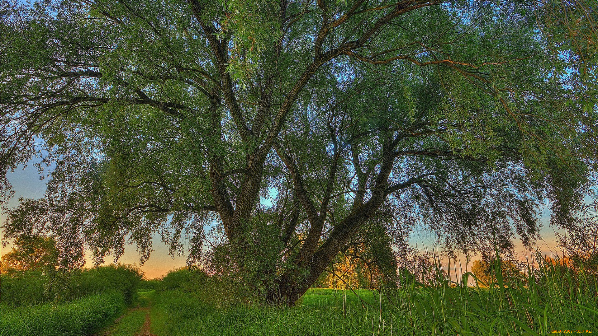 природа, деревья, простор