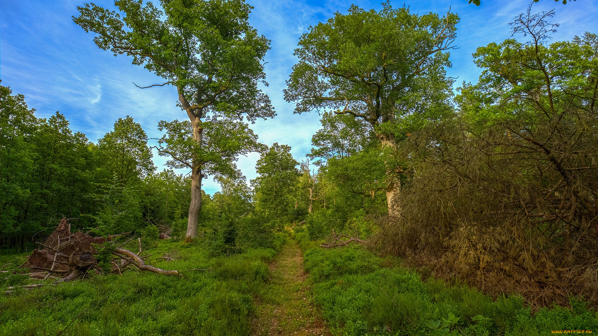 природа, дороги, простор