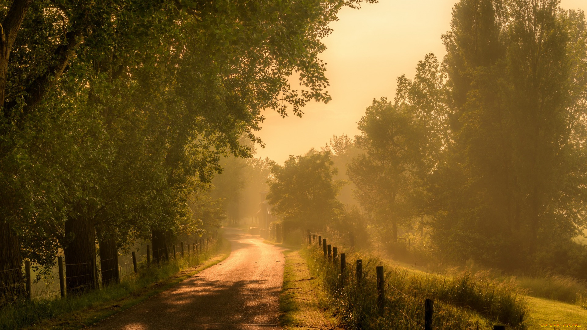 природа, дороги, утро, туман, дорога