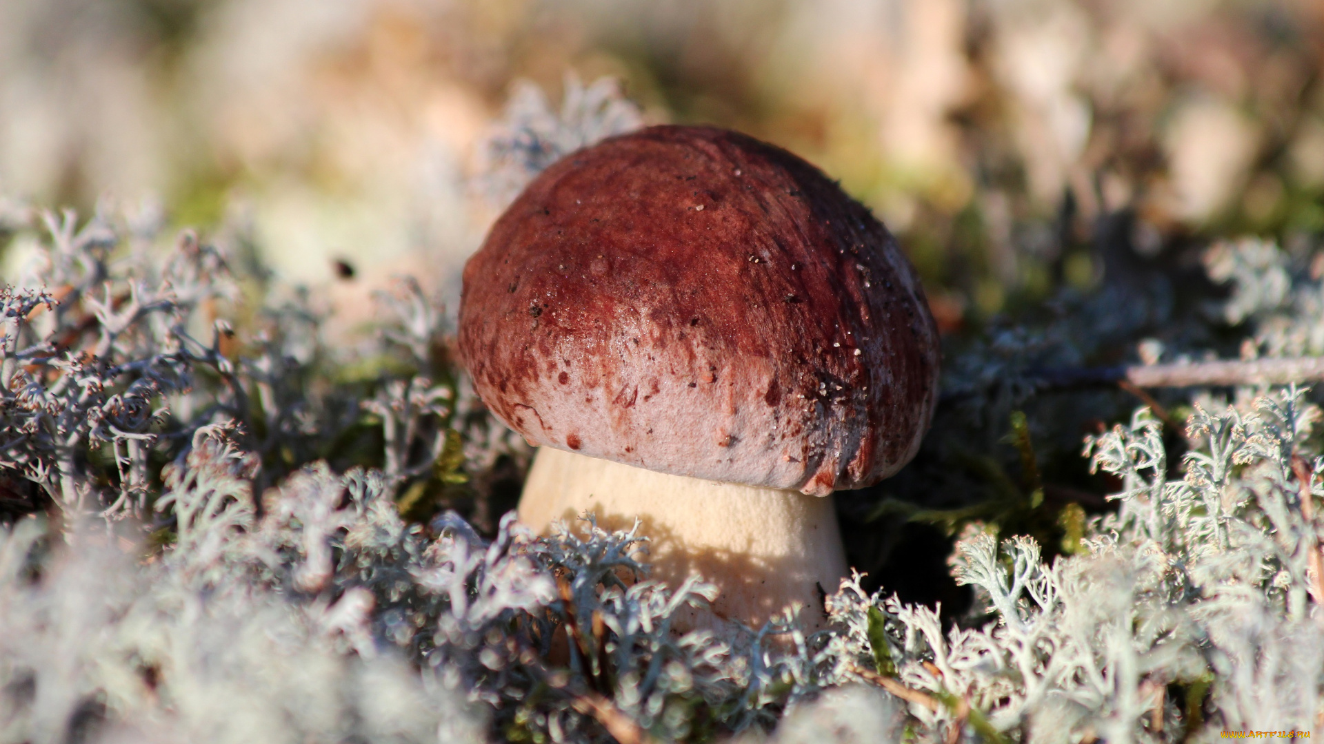 природа, грибы, тихая, охота, мох, карелия, лето, лес, красота, гриб, белый